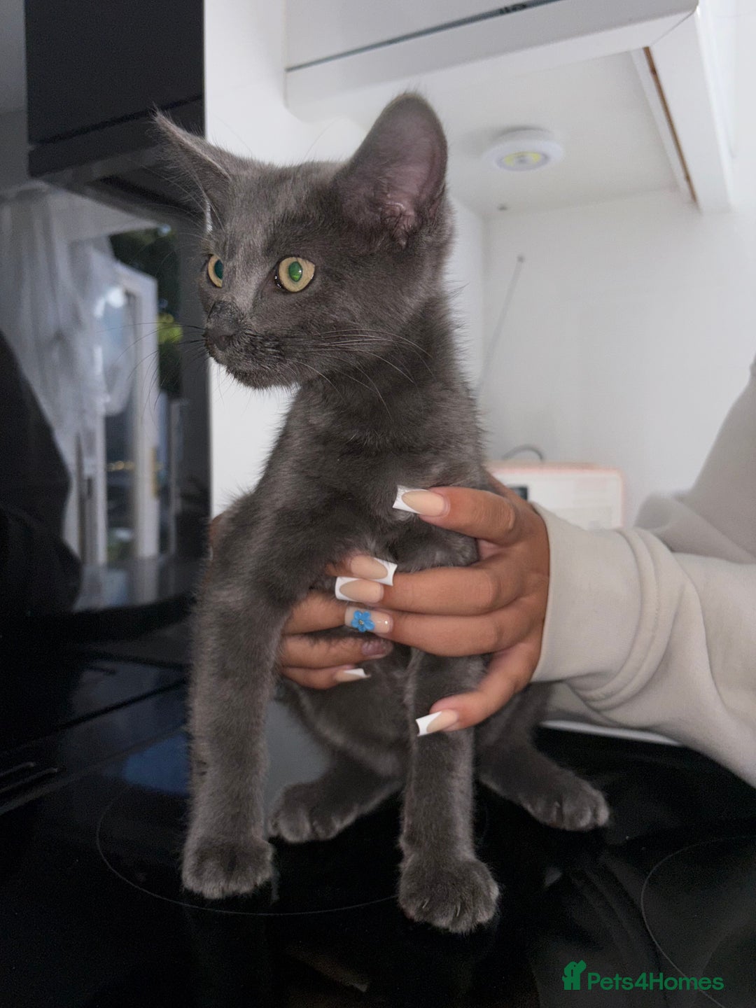 Mixed Breed cats for sale: 2 Grey Kittens  - Image 10
