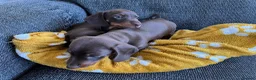 Miniature Dachshund dogs for sale: Genuine miniature dachshund  - Advert 19