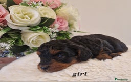 Doxiepoo dogs for sale: Daxipoo  - Image 4