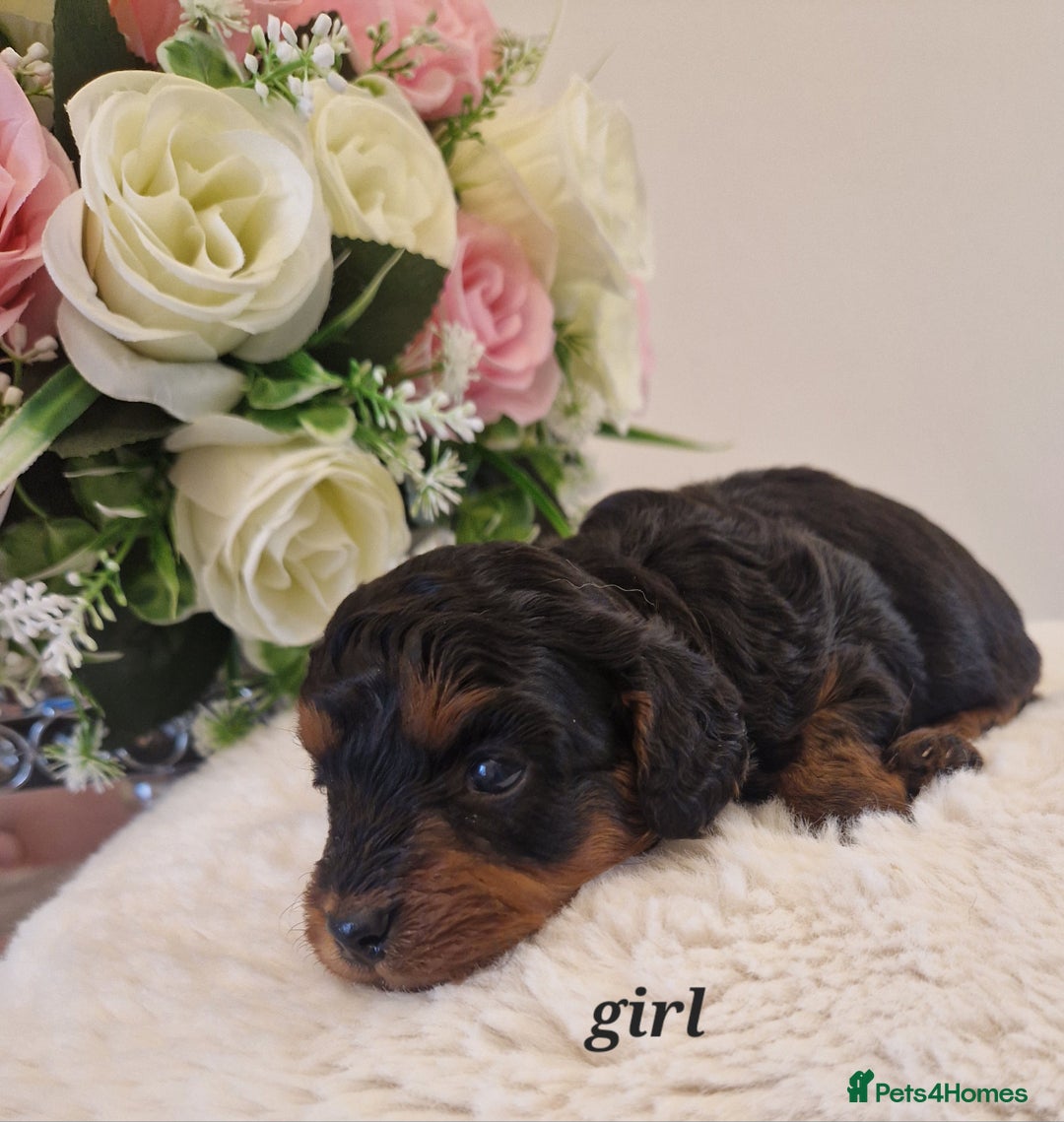 Doxiepoo dogs for sale: Daxipoo  - Image 4