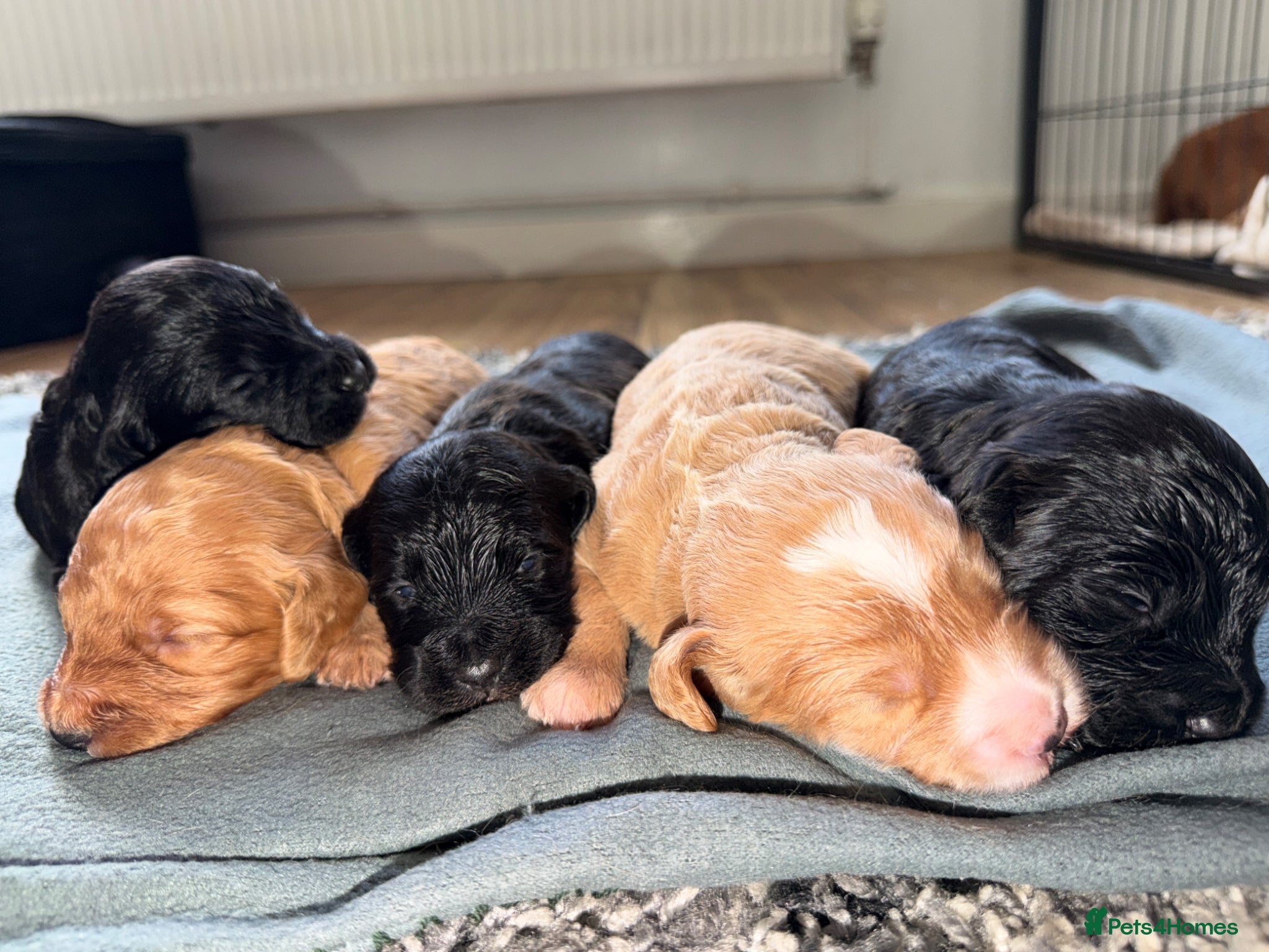 Cockapoo dogs for sale: STUNNING F1 cockapoo puppies  - Advert 10