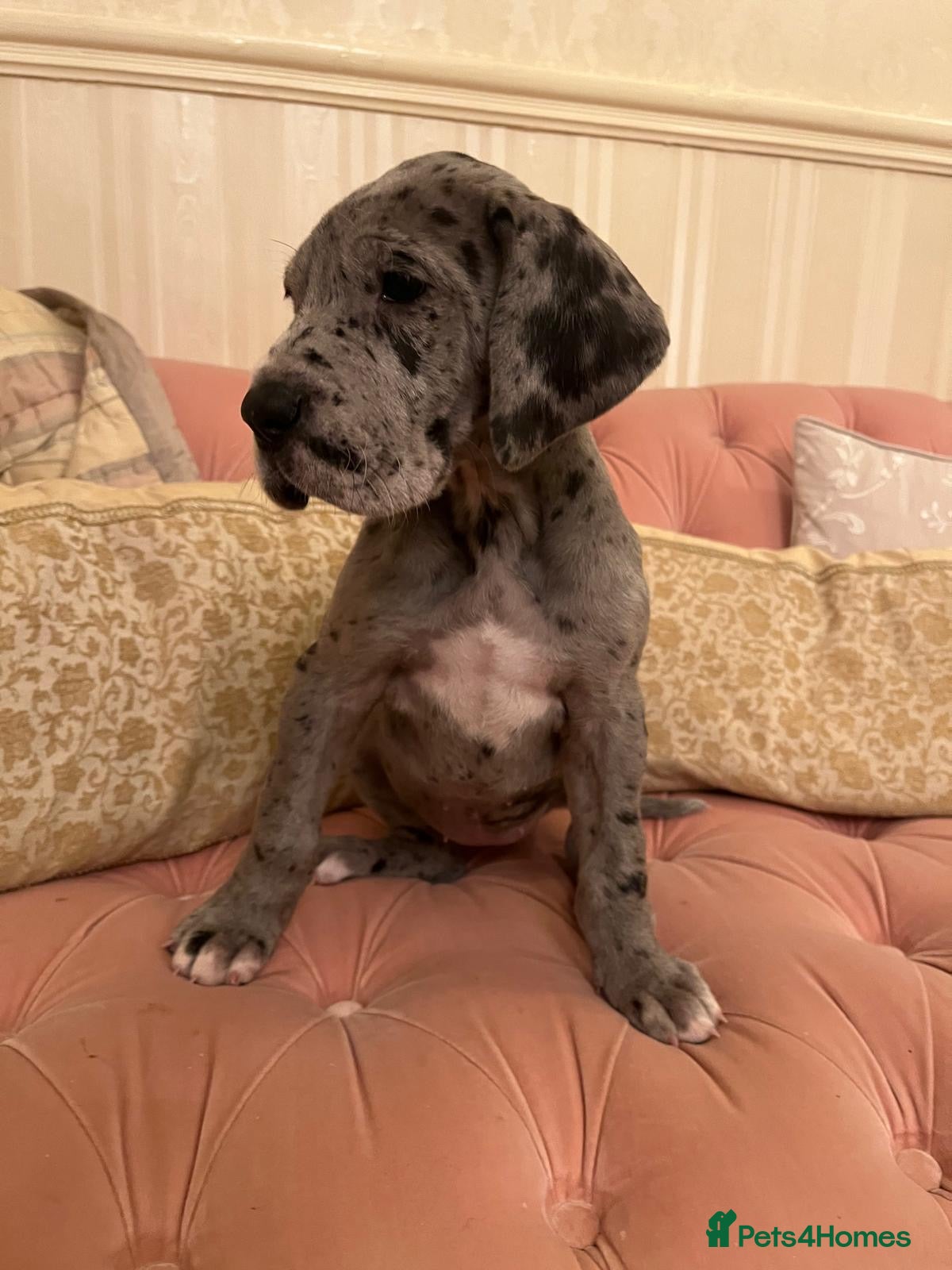 Great Dane dogs GREATEST DANE PUPS - KC Reg  - Advert 2