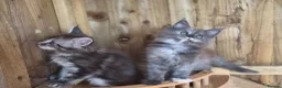 Maine Coon cats for sale: Pure Bred Maine Coon Kittens - Advert 4