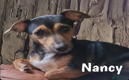 Jack Russell dogs for sale: miniature Jack Russell Puppies - Image 18