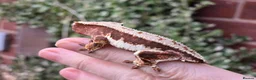 Gecko reptiles for sale: Various crested geckos  - Advert 6