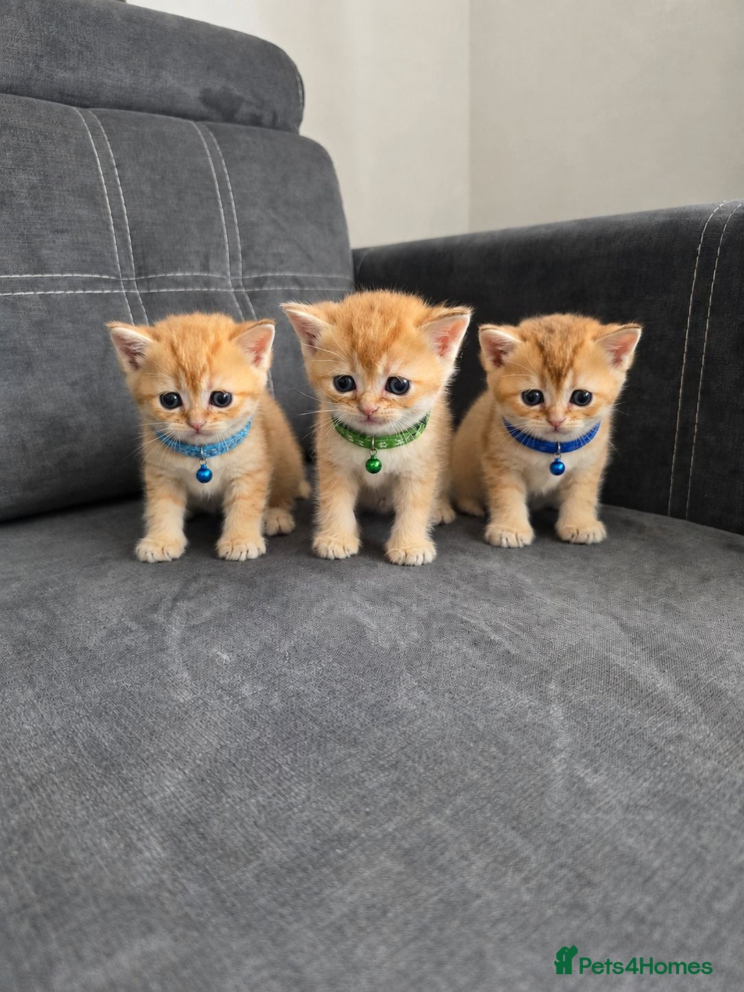 British Shorthair cats British Shorthair Golden Chinchilla Kittens - Advert 1