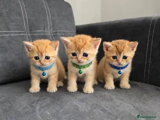 British Shorthair cats British Shorthair Golden Chinchilla Kittens - Advert 1