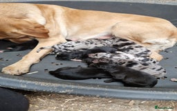 Borador dogs for sale: Labrador x Collie puppies - Image 22