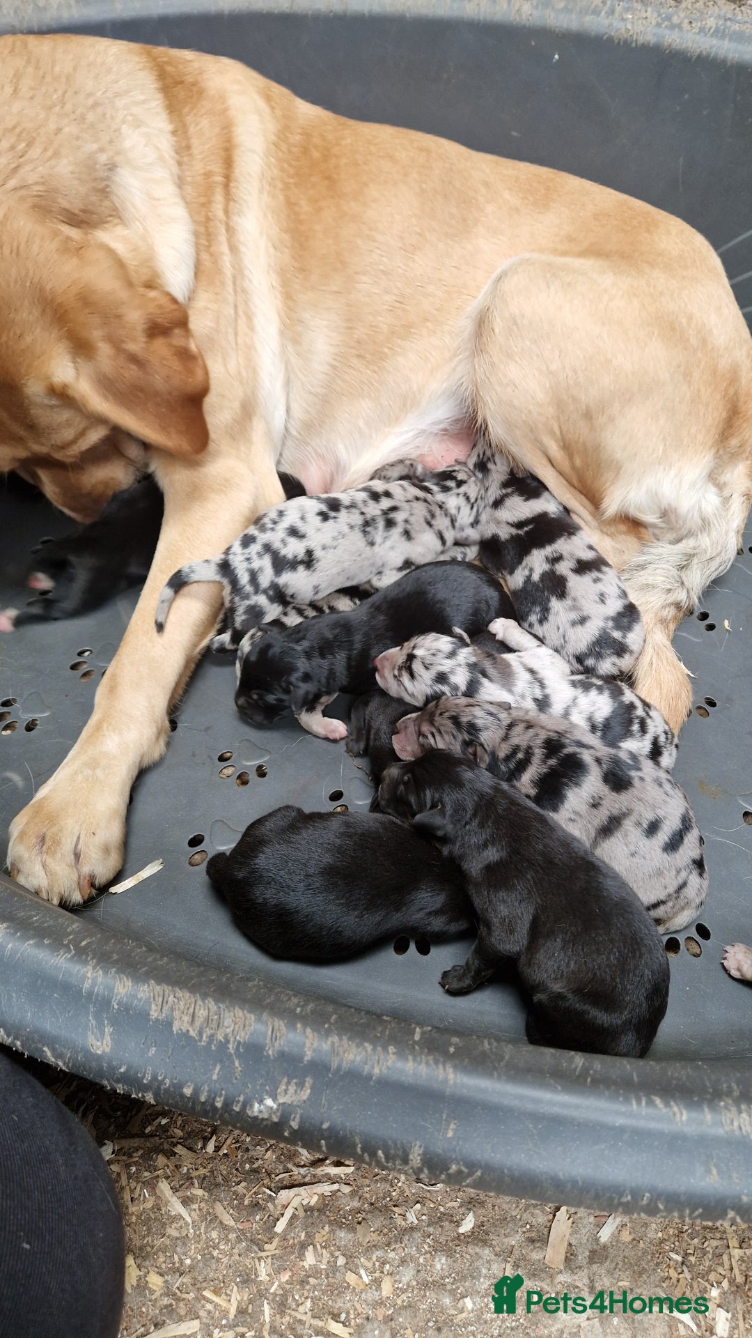 Borador dogs for sale: Labrador x Collie puppies - Image 22