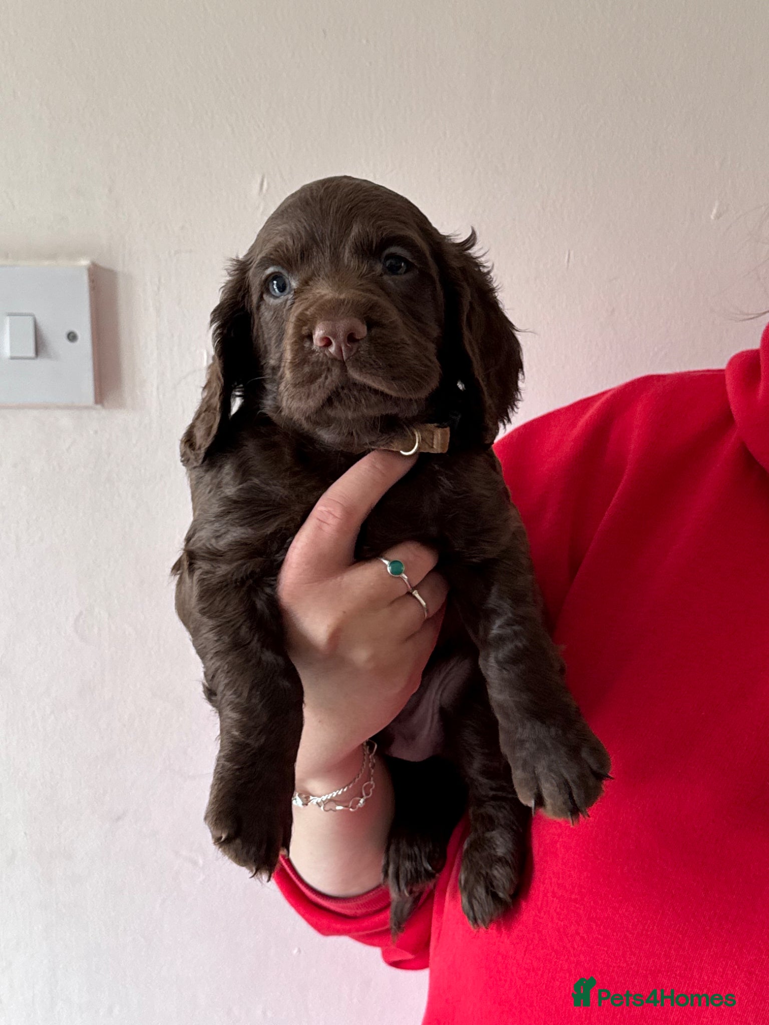 Cocker Spaniel dogs Working cocker spaniel puppies - Advert 5