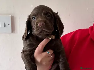 Cocker Spaniel dogs Working cocker spaniel puppies - Advert 5