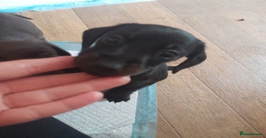 Miniature Dachshund dogs - Advert 18