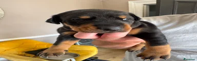 Dobermann 1