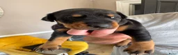 Dobermann dogs for sale: 3 chunky Dobermans puppies  - Advert 6