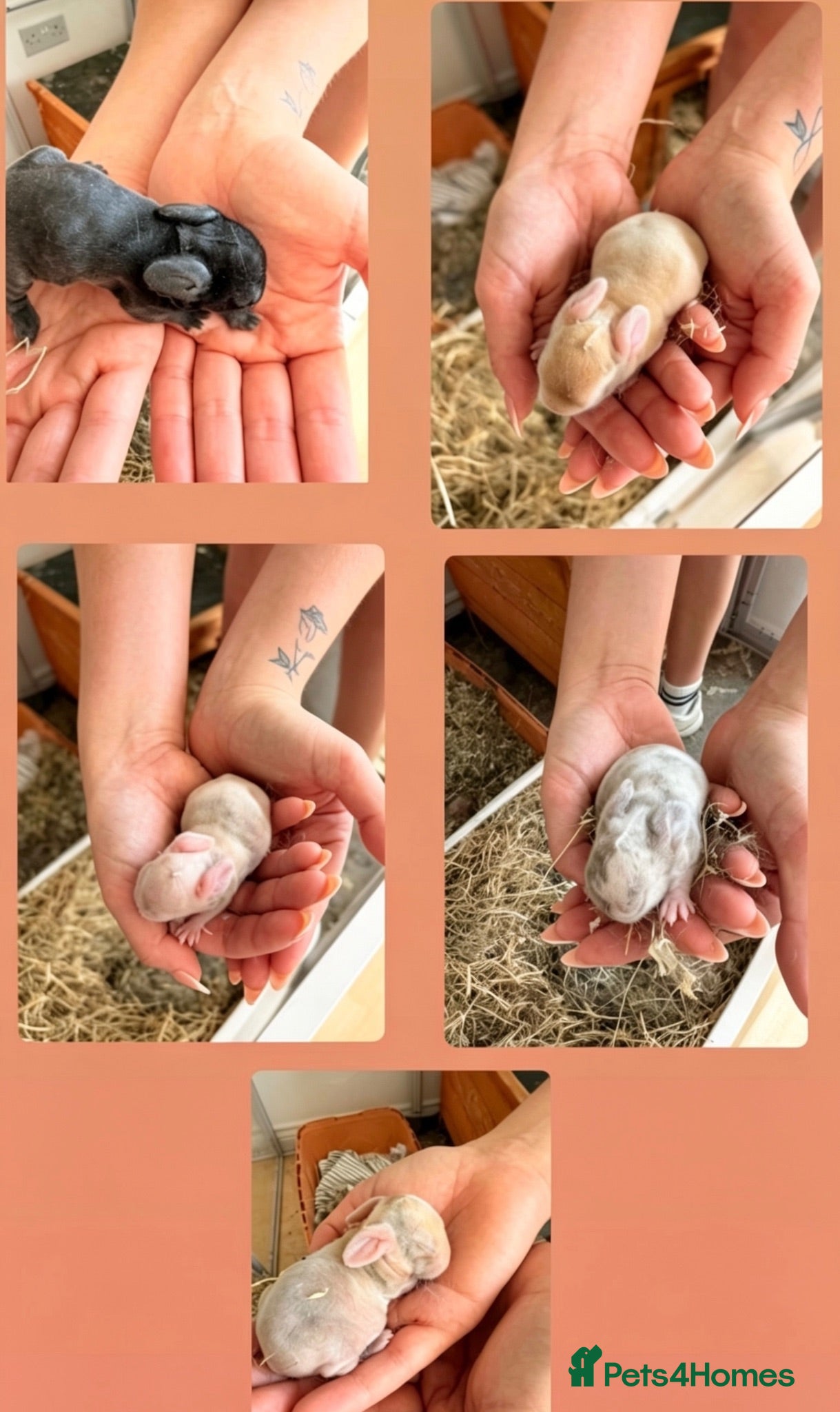 Mixed Breed rabbits Rabbits for sale  - Advert 1