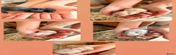 Mixed Breed rabbits for sale: Rabbits for sale  in Leighton Buzzard - Advert 1