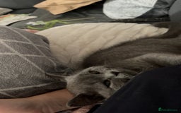 British Shorthair cats for sale: Meet stitch!  - Image 3