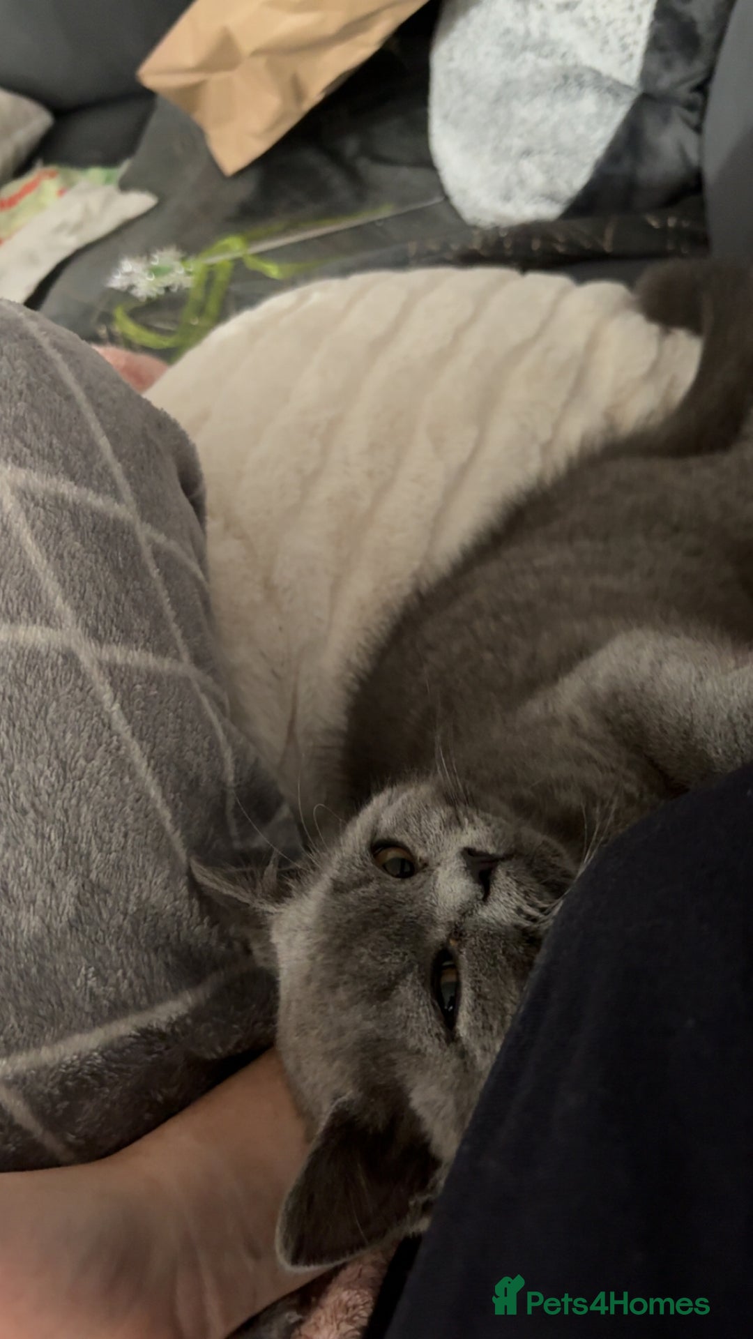 British Shorthair cats for sale: Meet stitch!  - Image 3