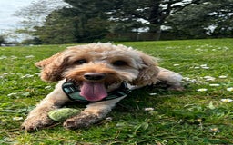 Cockapoo dogs for sale: F2 Cockapoo puppies - Image 6