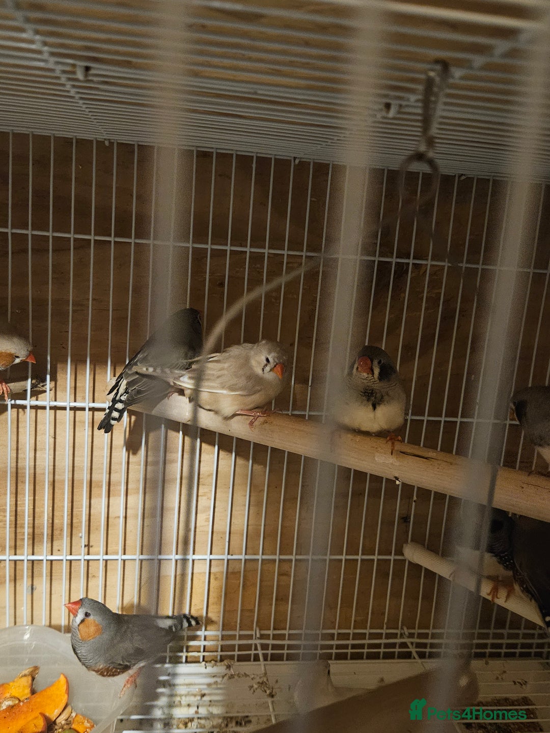 Finches birds for sale: Goldfinches, Bengalese finches & Zebra Finches - Advert 31