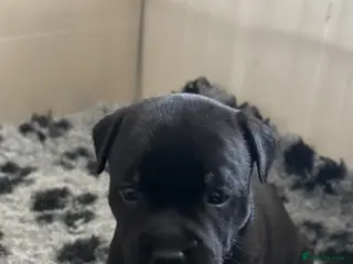 Staffordshire Bull Terrier dogs Stunning Litter 🖤💙 CH Bill & Nova - Advert 7