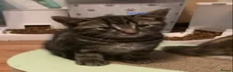 Mixed Breed cats for sale: Looking to become a member of your family in Dagenham - Advert 7