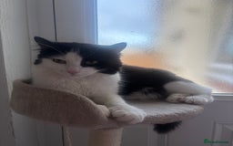 RagaMuffin cats for sale: 5 week old kittens 2boys 1girl - Image 5