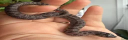 Snake reptiles for sale: Various Western Hognose Hatchlings - Advert 12