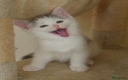 Mixed Breed cats for sale: Mix Ragdoll /Domestic cat  - Image 15