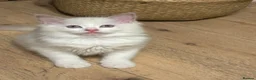 Ragdoll cats for sale: Pure ragdolls kittens  - Advert 4
