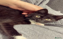 British Shorthair cats for sale: Kittens - Image 1