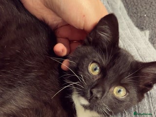 British Shorthair cats for sale - Advert 1