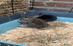 Netherland Dwarf rabbits for sale: Gorgeous Netherland Dwarf Rabbits - Available now - Image 9