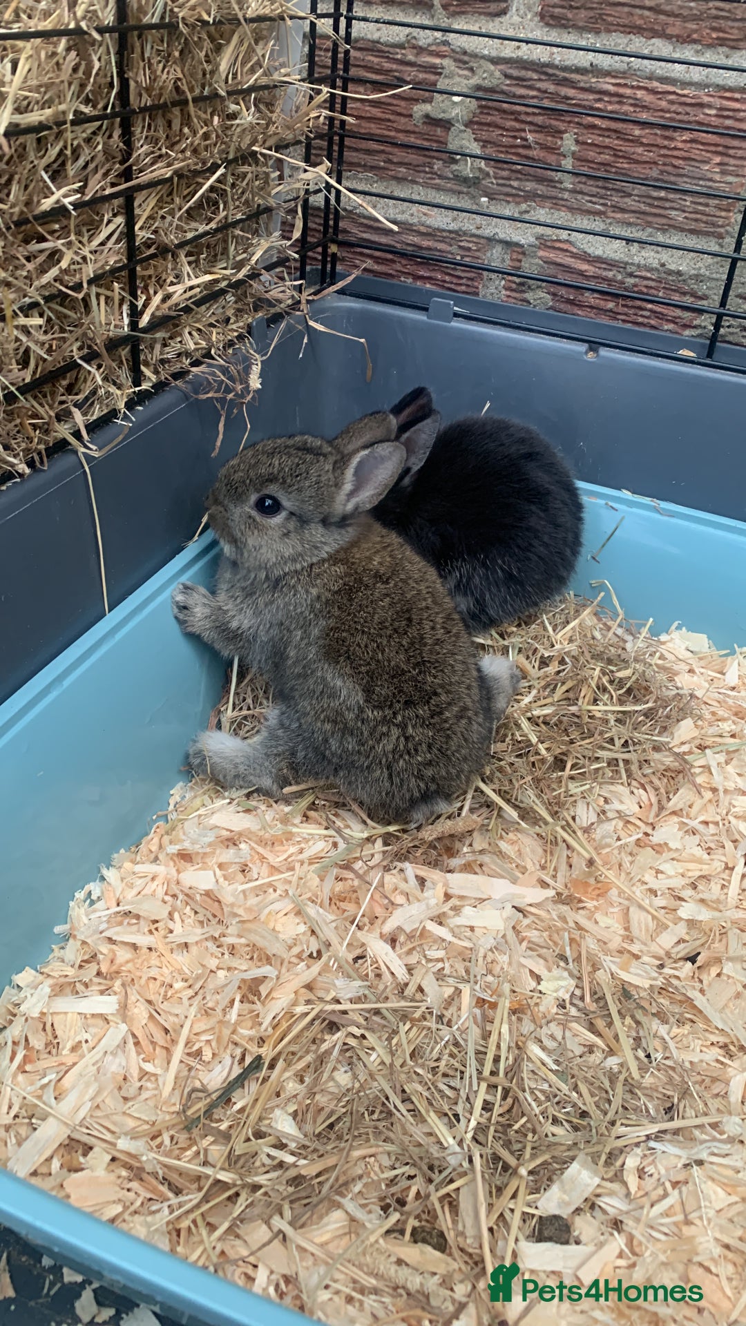 Netherland Dwarf rabbits for sale: Gorgeous Netherland Dwarf Rabbits - Available now - Image 9