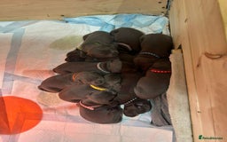 Staffordshire Bull Terrier dogs for sale: Beautiful Full Blue Staffordshire Puppies for sale - Image 5