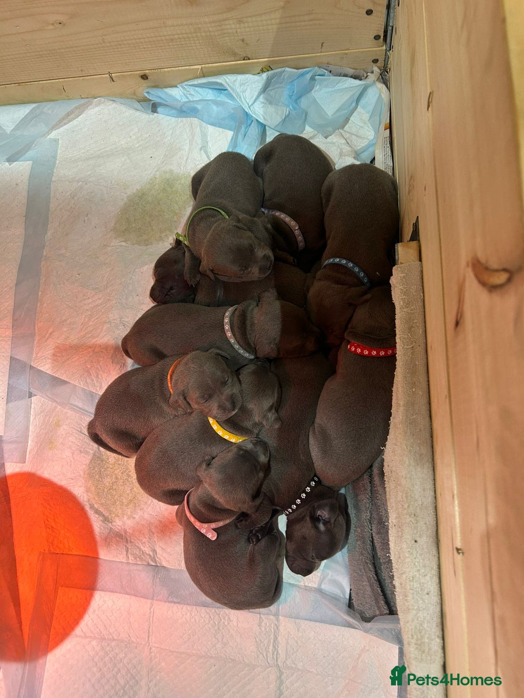 Staffordshire Bull Terrier dogs for sale: Beautiful Full Blue Staffordshire Puppies for sale - Image 5