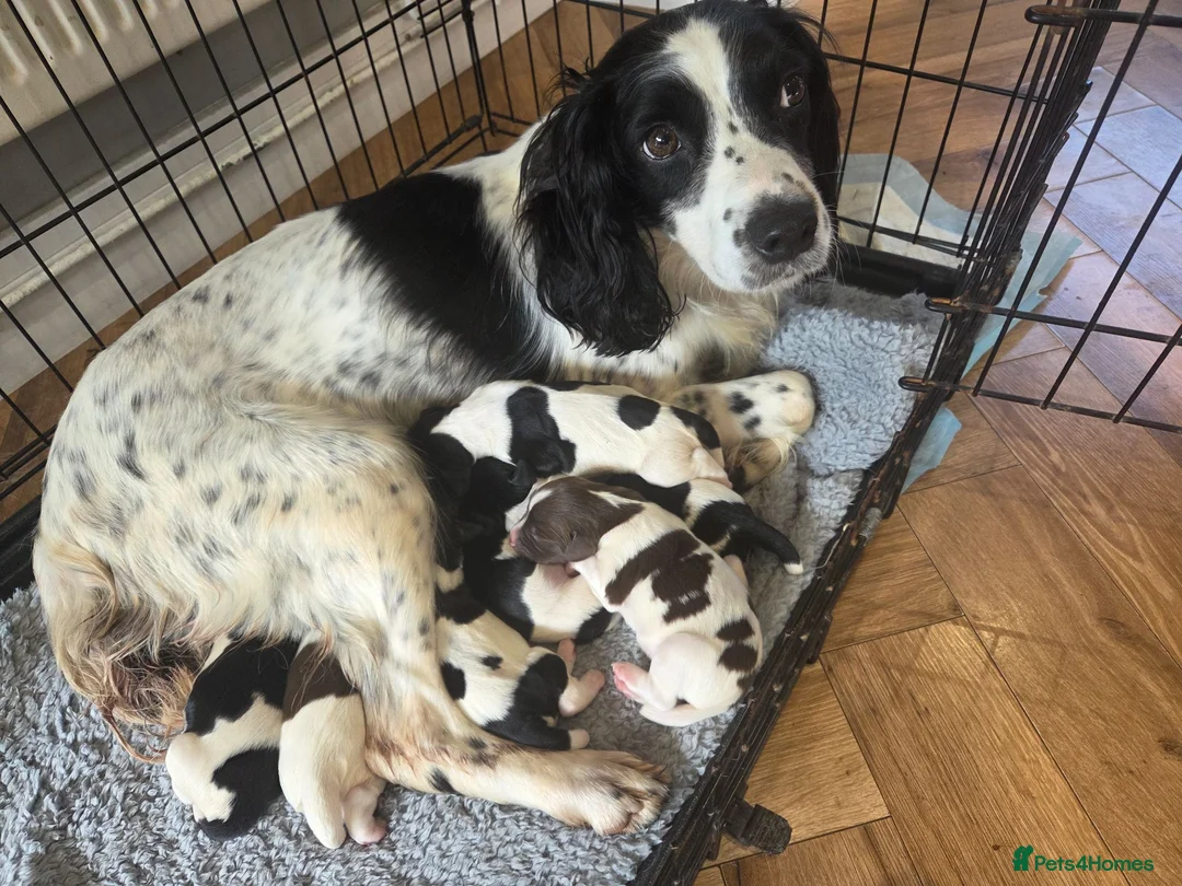 English Springer Spaniel dogs for sale: KC registered English Springer Spaniels  - Advert 3