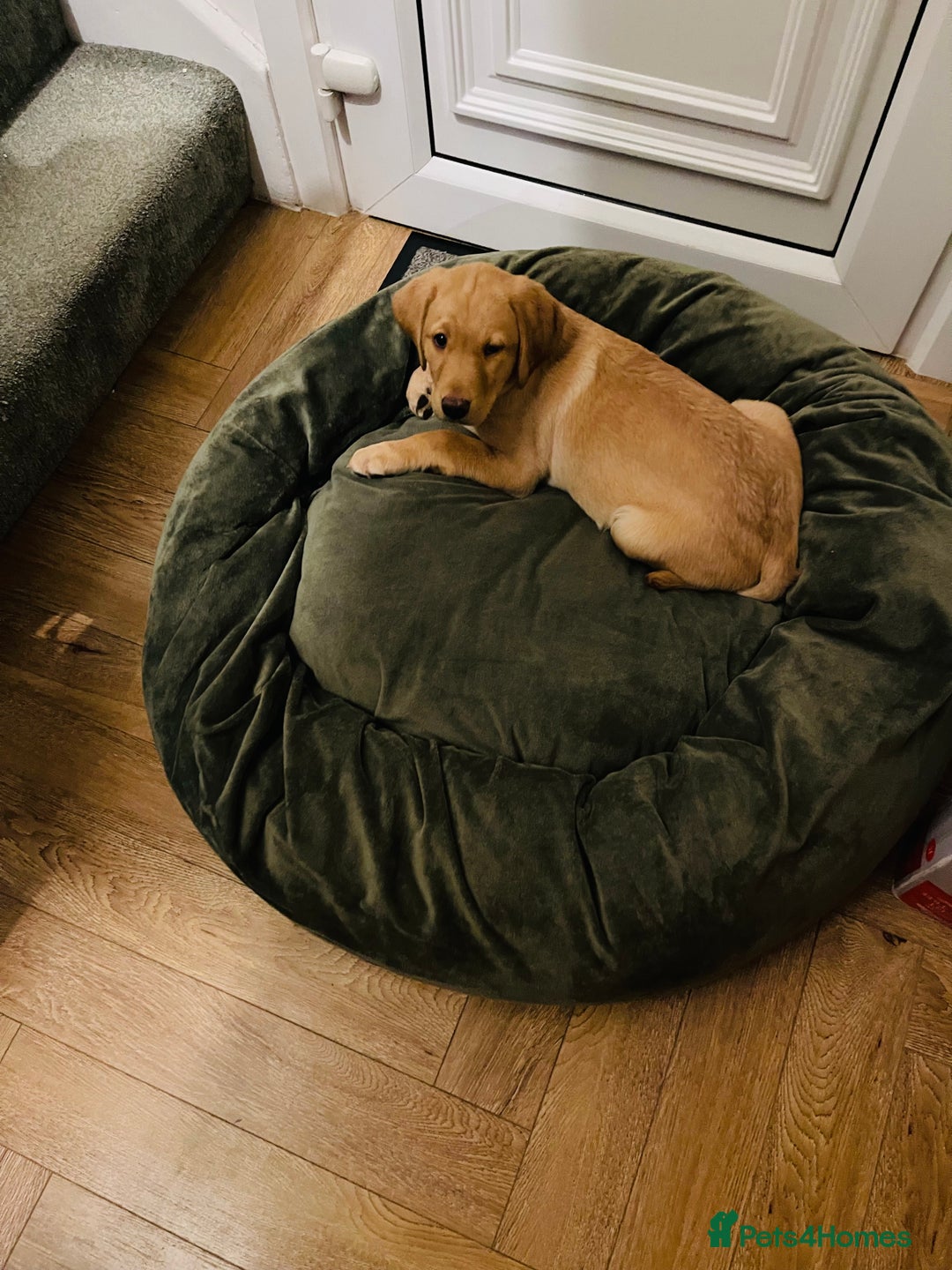 Labrador Retriever dogs for sale: Beautiful female Labrador-Healthy & Well-Cared-For - Advert 4