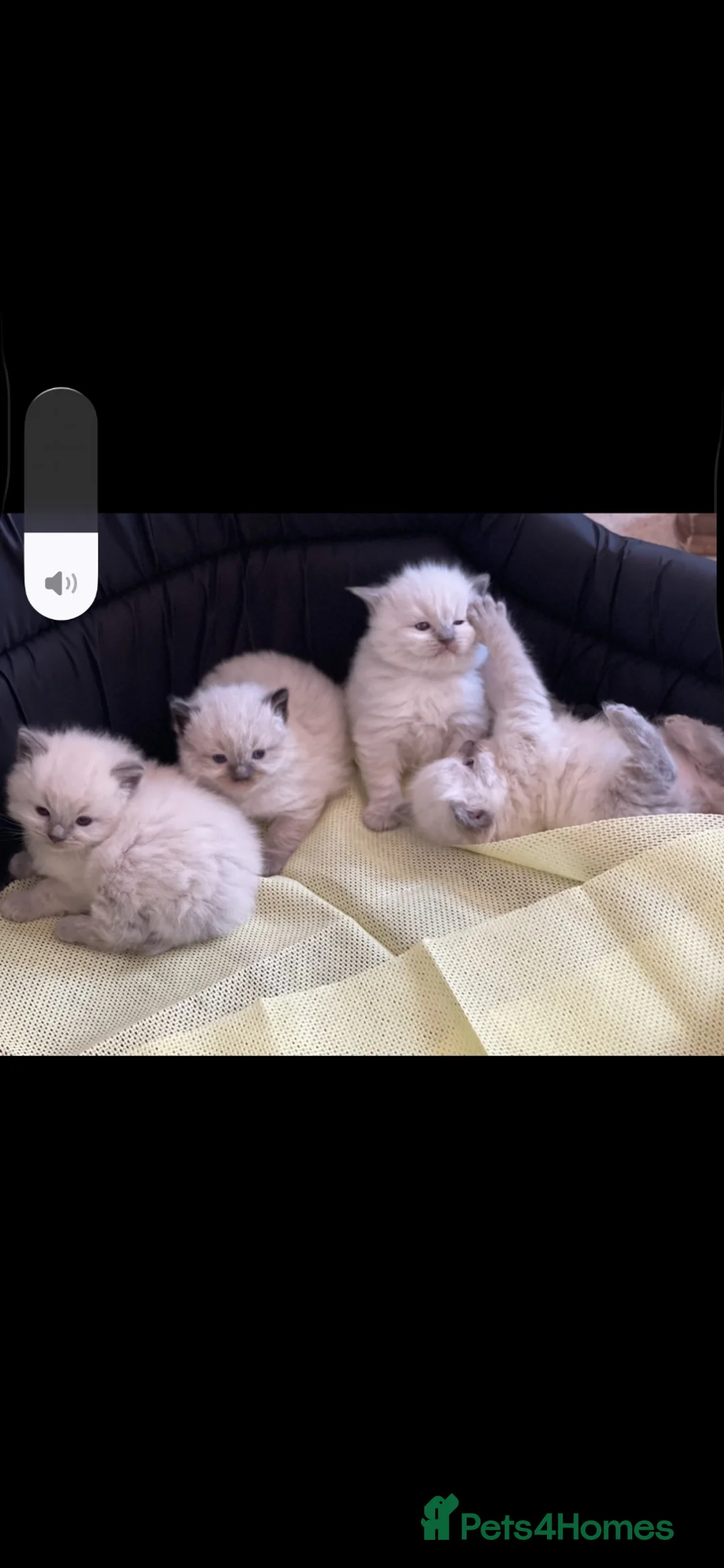Ragdoll cats for sale: Stunning ragdoll kittens ready to go home now  - Advert 2