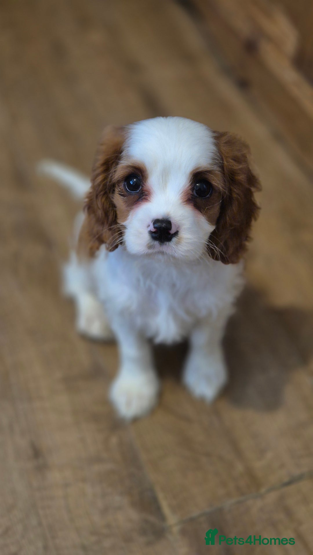 Cavalier King Charles Spaniel dogs for sale: ✨ Gorgeous Puppy Ready for a Loving Home ✨ - Advert 13