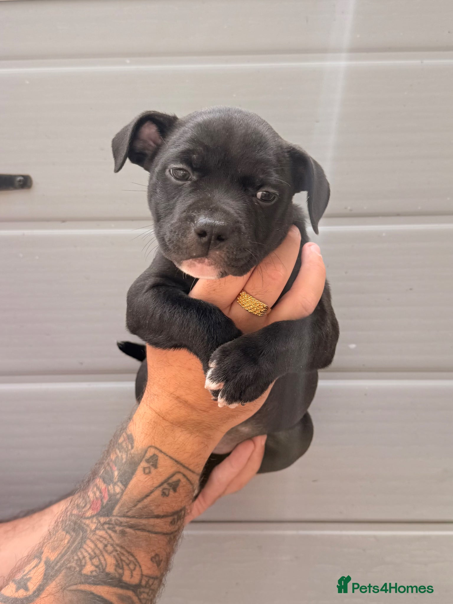 Staffordshire Bull Terrier dogs READY TO LEAVE STAFFY PUPS 2 LEFT  - Advert 3
