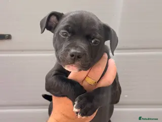 Staffordshire Bull Terrier dogs READY TO LEAVE STAFFY PUPS 2 LEFT - Advert 3