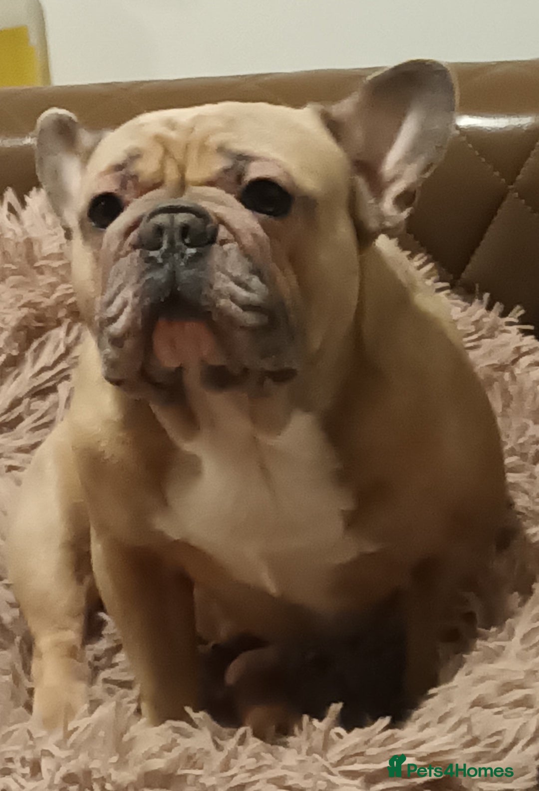 French Bulldog dogs for sale: Desperately seeking a new loving home - Advert 10