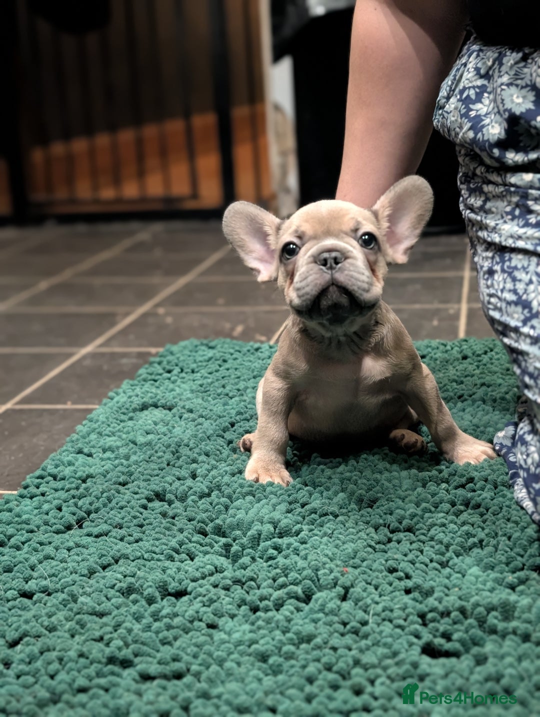 French Bulldog dogs for sale: Lilac fawn french bulldog male pup  - Image 5