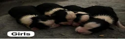 Border Collie dogs for sale: ISDS registered pups from amazing lines - Advert 31