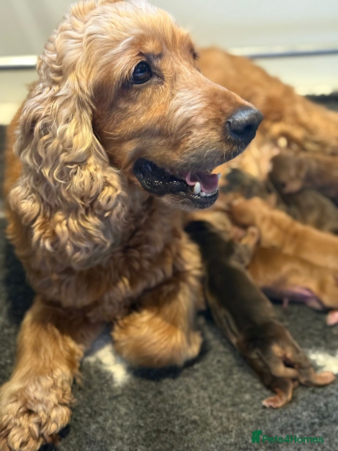 Cocker Spaniel dogs for sale: Full Health Tests KC Reg Showline Cocker Spaniels - Image 24