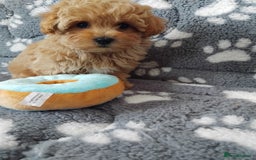 Maltipoo dogs for sale:  Maltipoo puppies  mix litter - Image 24