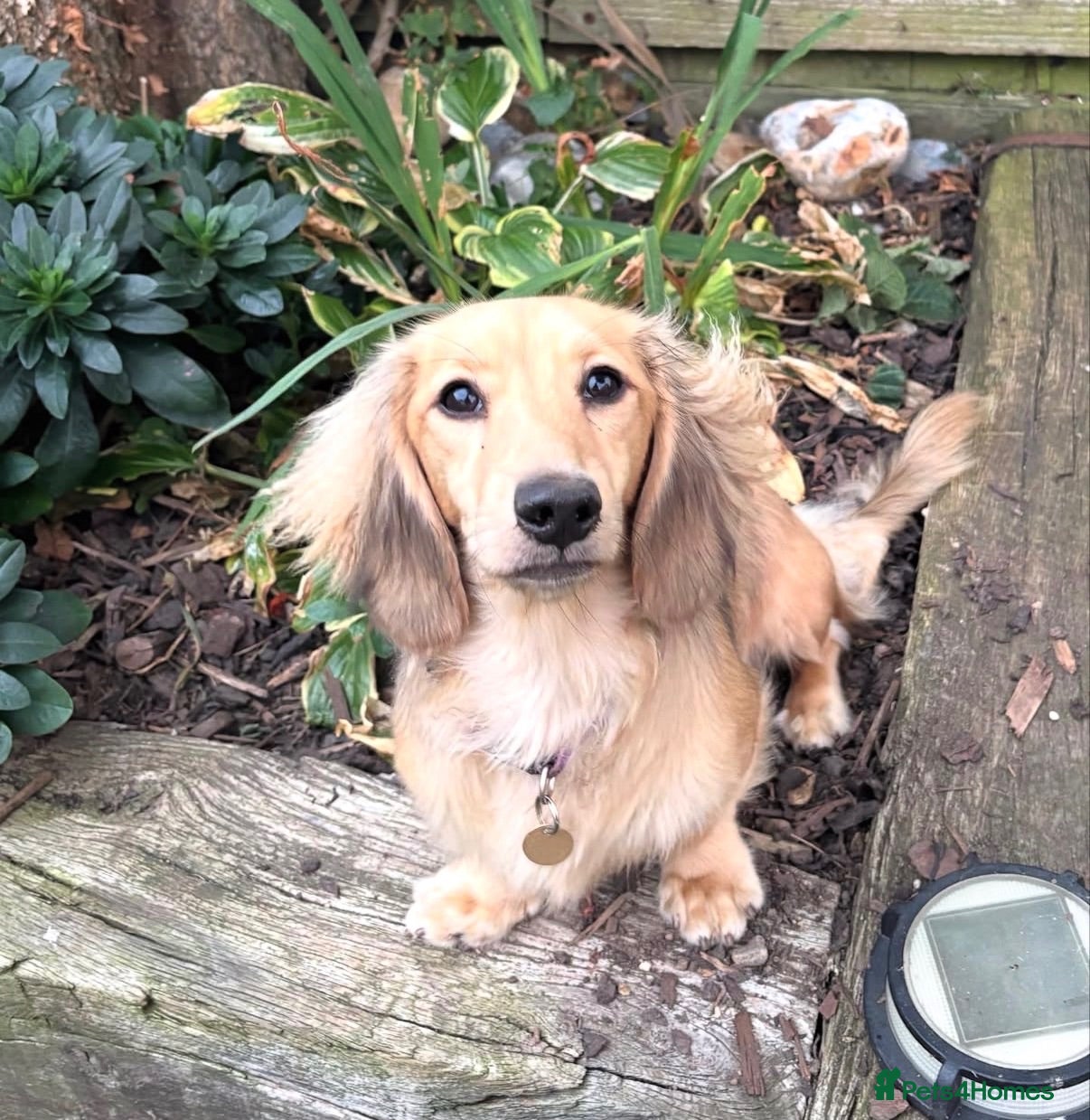 Miniature Dachshund dogs Mini Dachshund 6 month Old Cutie! ❤️🐶 - Advert 2
