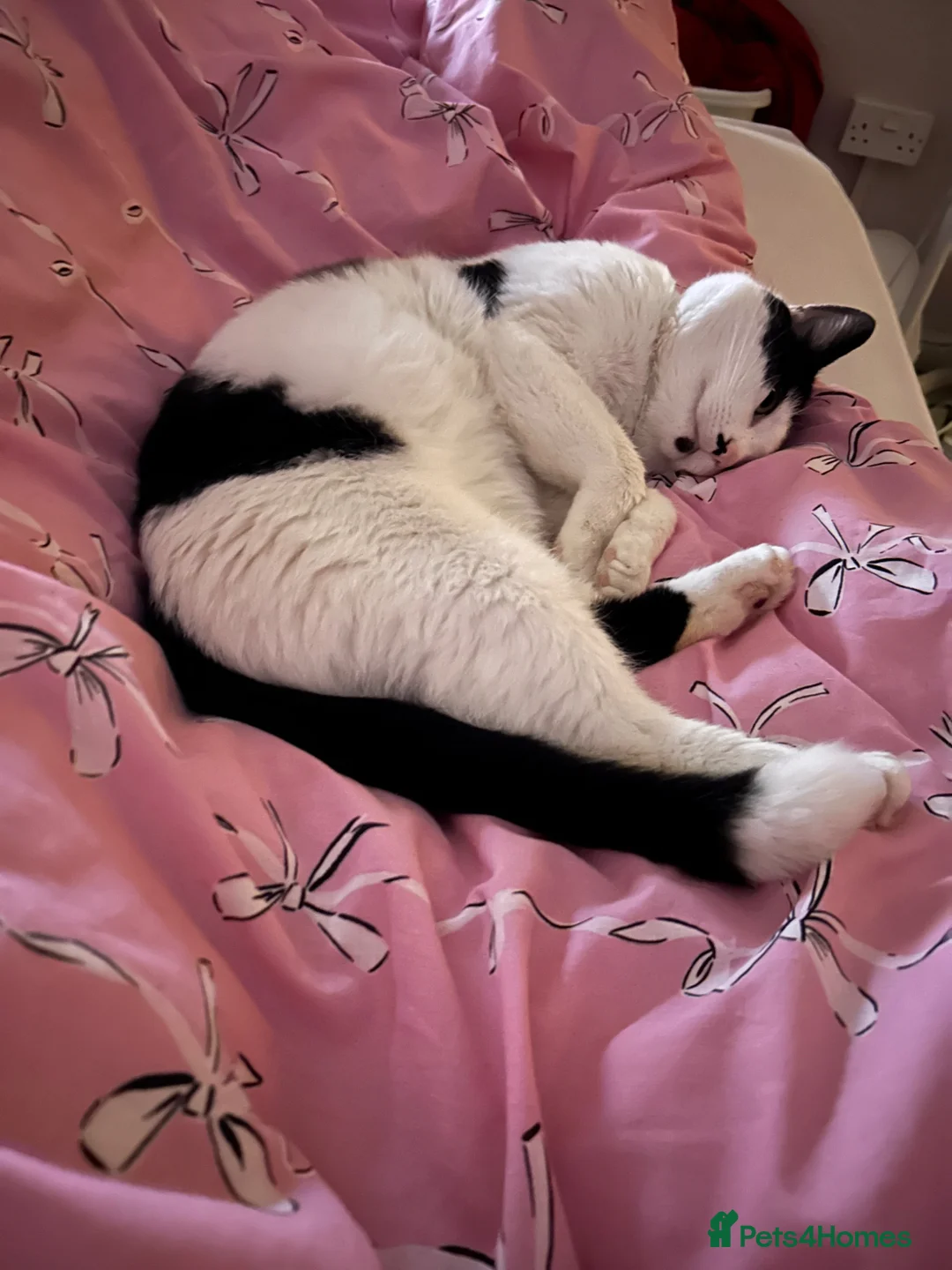 British Shorthair cats for sale: Black and white cat in Walsall - Advert 4