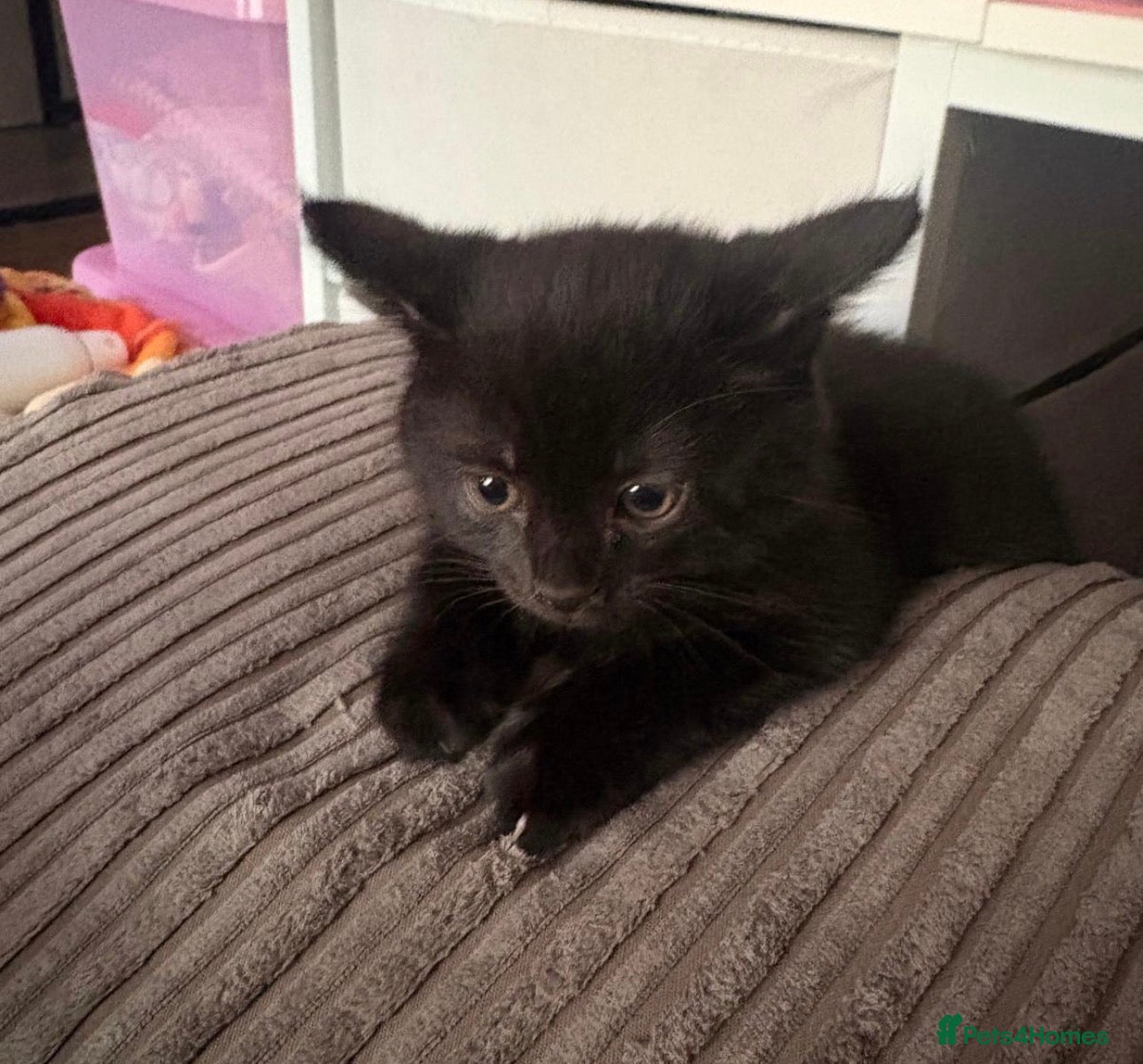 Mixed Breed cats 2 black girl kittens  - Advert 4